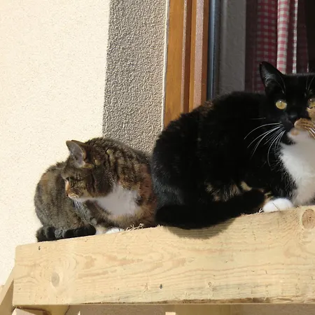 Haus Rye 住宿加早餐酒店 3*